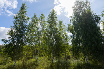 Sunny birch trees with green foliage in summer