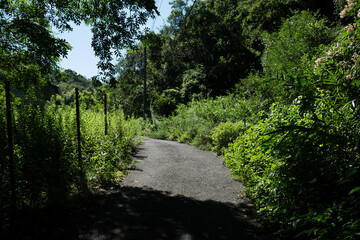 Fototapeta na wymiar 真夏の田舎道。周囲は藪に覆われている。