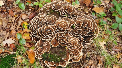 Mushroompatch on the forest floor