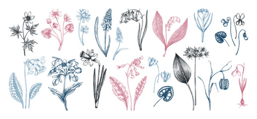 Obraz na płótnie Canvas Botanical collection of garden floral plants. Cowslip, bluebell, grape hyacinth, hellebore, fritillary, violet sketches isolated on white background. Vector illustrations of woodland wildflowers