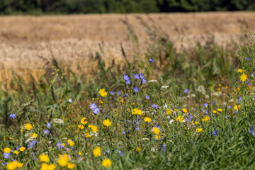 Green grass and other plants in the summer season