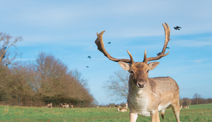 red deer grazing on the meadow in green park