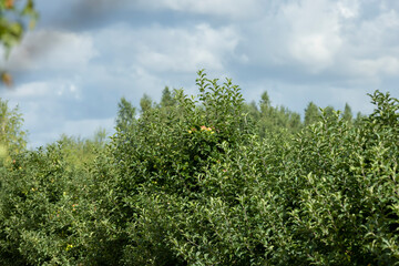 Apple orchard with a mature harvest of green apples