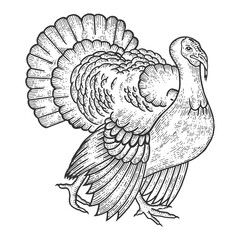 Turkey bird sketch engraving PNG illustration with transparent background
