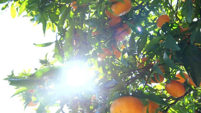 Ripe citrus tangerines hanging on a tree, organic juicy oranges in citrus orchard. 