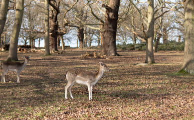 red deer grazing on the meadow in green park