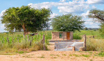 Wohnhaus aus Lehm und Maisanbau in Namibia