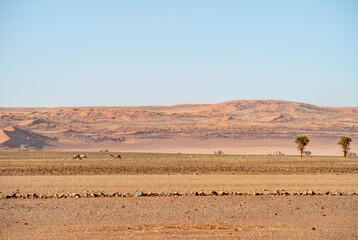 Fototapeta na wymiar Namib desert near Sossusvlei
