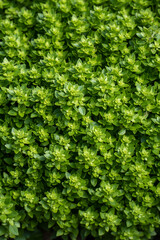 Green tiny plants. Basil leafs. Green leafs background. Wall full of plants.
