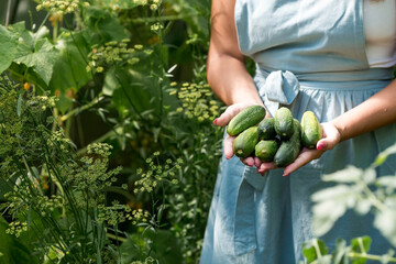 A farmer in a cotton apron picks cucumbers in the greenhouse.