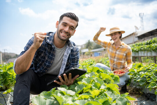 Caucasian couple lover farmer working on Strawberry field plantation examining crop organic development on tablet.
