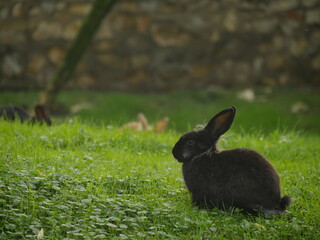 coniglio, conigli, parco
