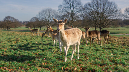 red deer grazing on the meadow in green park