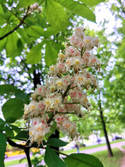 Spring flowering chestnut. Summer and spring background.