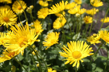 yellow dandelions on grass
