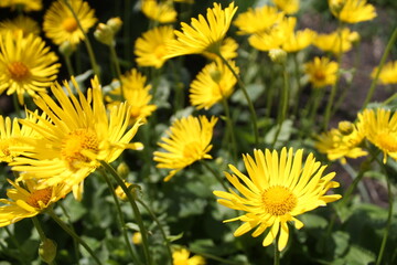 yellow dandelions on grass