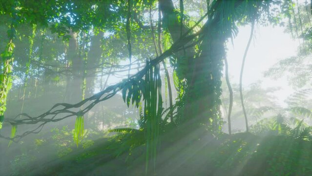 Foggy jungle in the Chiang dao mounts