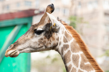 portrait of a giraffe zoo  