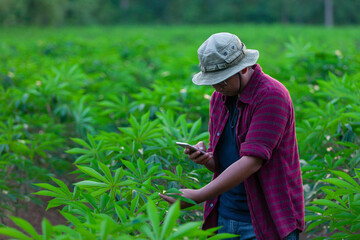 Naklejka na ściany i meble Farmers use smartphones to take pictures of their crops in cassava fields.