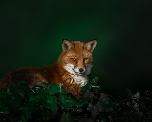 Fototapeta na wymiar Red Fox