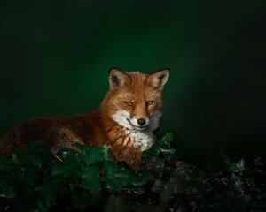 Red Fox