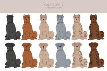 Cane corso clipart. Different poses, coat colors set - obrazy, fototapety, plakaty