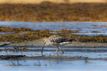 Eurasian curlew 