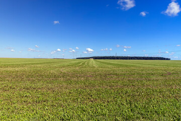 Green grass growing in the field in the summer