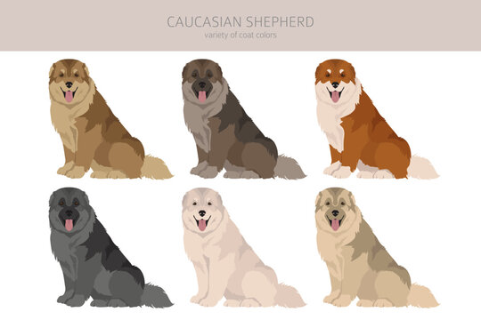 Caucasian shepherd clipart. Different poses, coat colors set