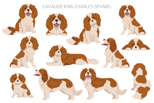 Cavalier King Charles Spaniel clipart. All coat colors set.  Different position. All dog breeds characteristics infographic