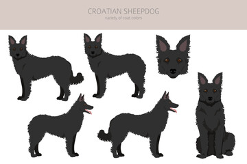 Croatian sheepdog clipart. Different poses, coat colors set