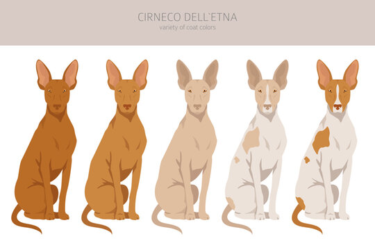 Cirneco dell Etna, Sicilian hound clipart. Different poses, coat colors set