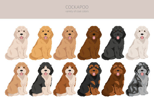 Cockapoo mix breed clipart. Different poses, coat colors set