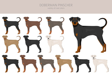 Doberman pinscher dogs clipart. Different poses, coat colors set