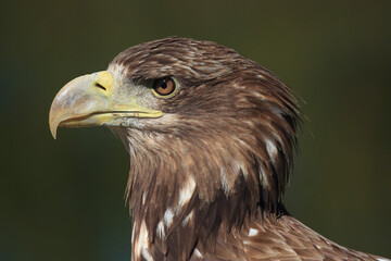 A portrait of a White-tailed Eagle against a green background
