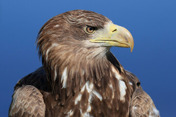 A portrait of a White-tailed Eagle against a blue sky
