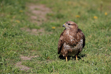 A portrait of a Common Buzzard in a meadow
