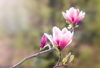 Fototapeta premium Pink magnolia flowers on a tree branch on a blurred background in the sun. Copyspace.