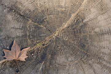 background with tree stump with a dry leaf