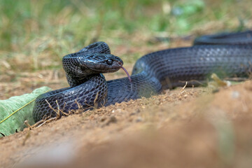 black boiga snake on the ground
