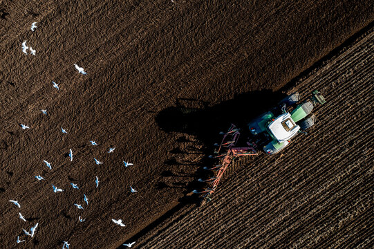 Aerial view directly above a tractor ploughing a fertile field with scavenging birds in flight