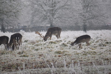 some fallow deer in a field covered in hoar frost