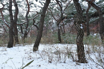 겨울 숲 소나무