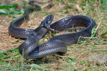 black boiga snake on the ground