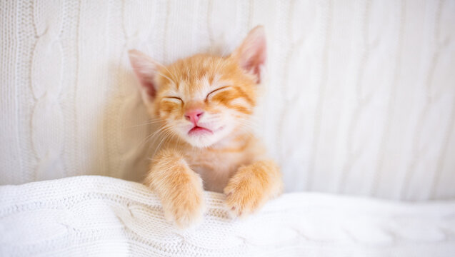 Baby cat. Ginger kitten sleeping under blanket