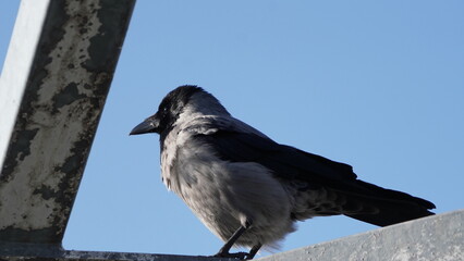 crow on the roof