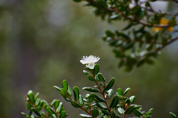 Close-up of white flower of Patagonian 