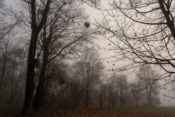 tree trunks without foliage in the autumn season