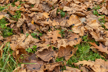 Autumn foliage on trees in Europe