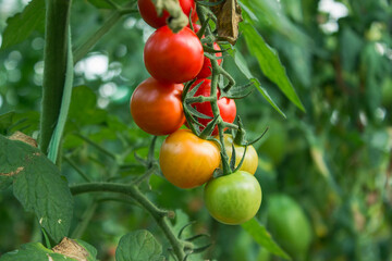 ripe and unripe cherry tomatoes in organic garden on a blurred background of greenery. Eco-friendly natural products, rich fruit harvest. Copy space for your text. Selective focus. Close up macro